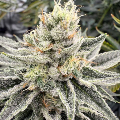DD 1 growlog timeline photo