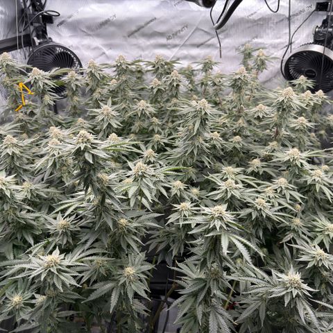 Romscotti Run growlog timeline photo