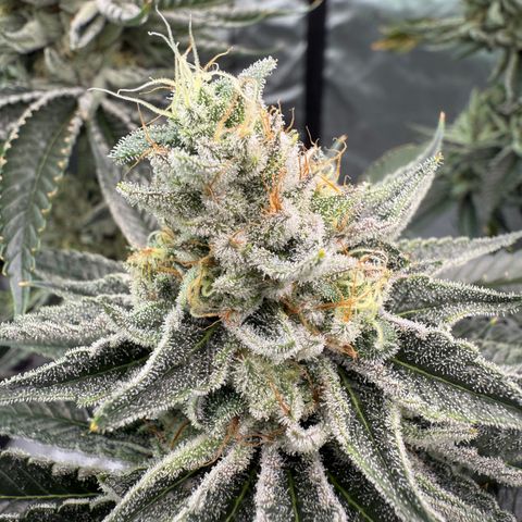 DD 1 growlog timeline photo