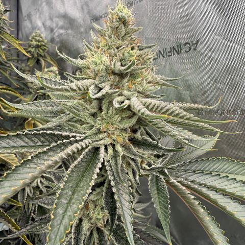DD 1 growlog timeline photo