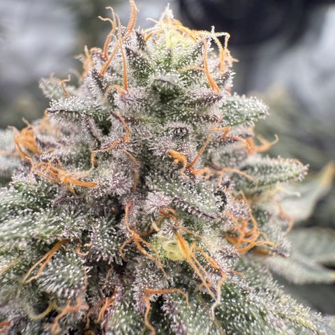 Romscotti Run growlog timeline photo