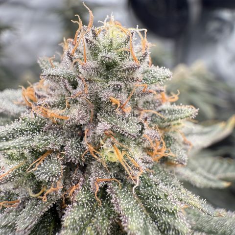 Romscotti Run growlog timeline photo
