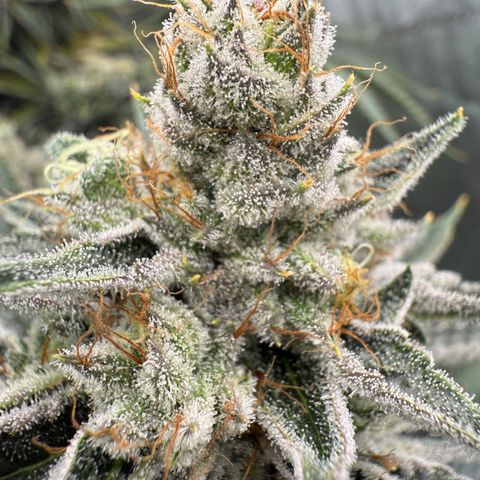 DD 1 growlog timeline photo