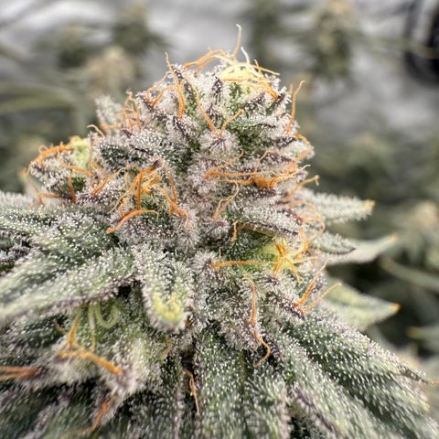 Romscotti Run growlog timeline photo