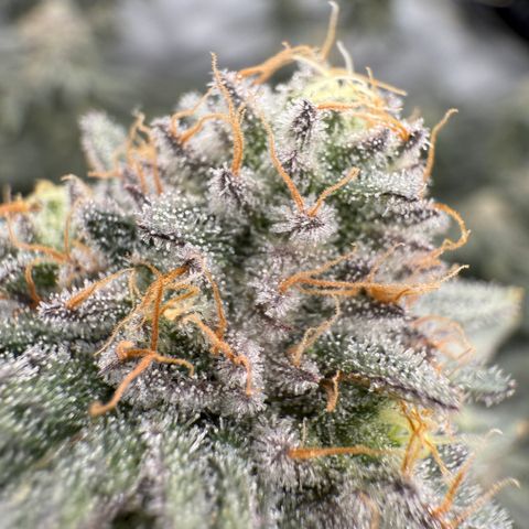 Romscotti Run growlog timeline photo