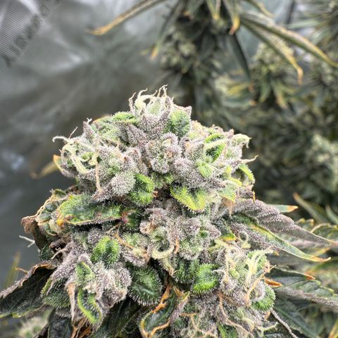 Sour TD growlog timeline photo