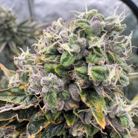Sour TD growlog timeline photo