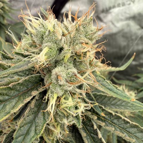 Holy Communion Run growlog timeline photo
