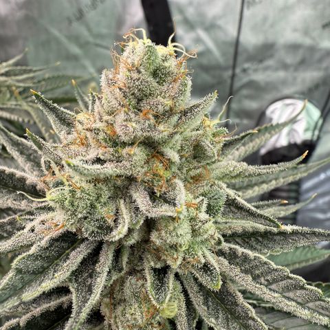 DD 1 growlog timeline photo