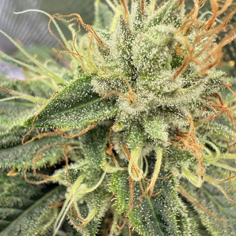 Holy Communion Run growlog timeline photo
