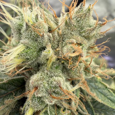 Holy Communion Run growlog timeline photo