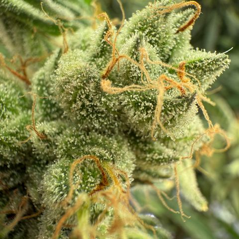 Holy Communion Run growlog timeline photo