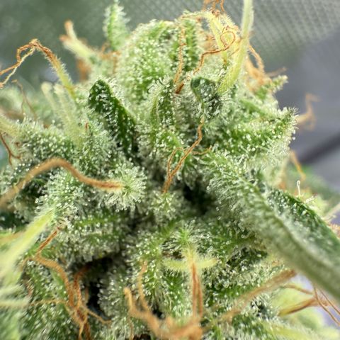 Holy Communion Run growlog timeline photo