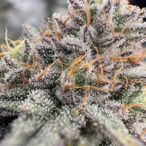 Romscotti Run growlog timeline photo