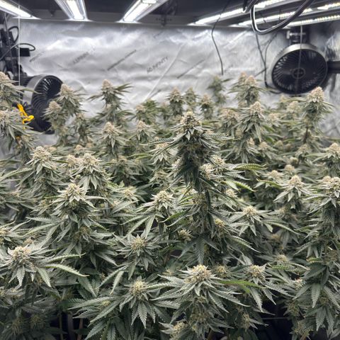 Romscotti Run growlog timeline photo