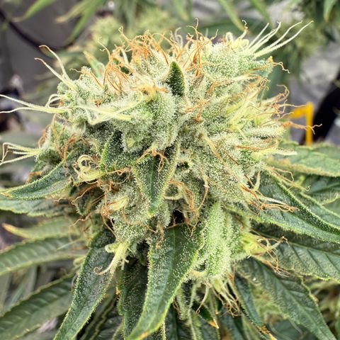 Holy Communion Run growlog timeline photo