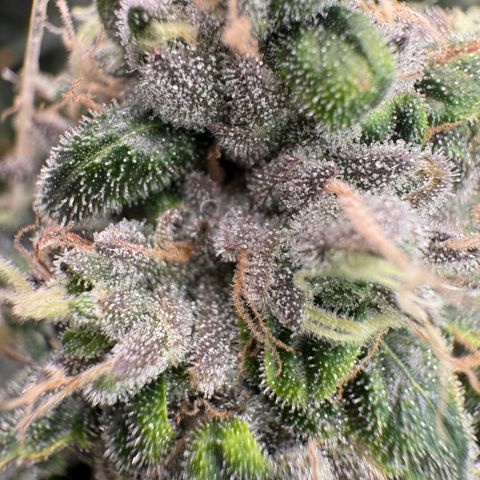 Sour TD growlog timeline photo
