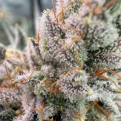 DD 1 growlog timeline photo