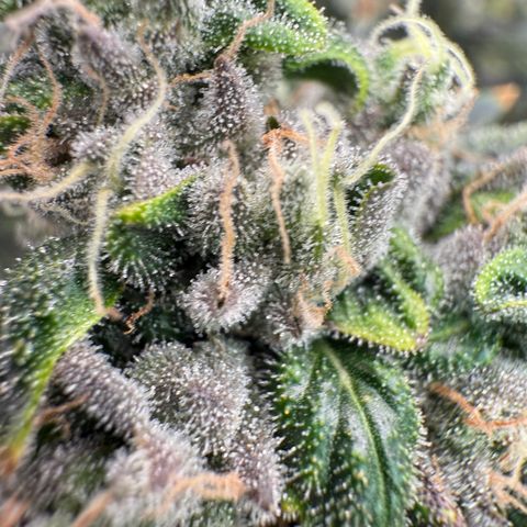 Sour TD growlog timeline photo