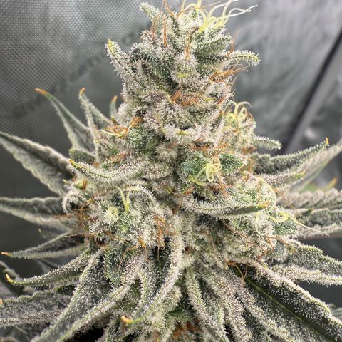 DD 1 growlog timeline photo