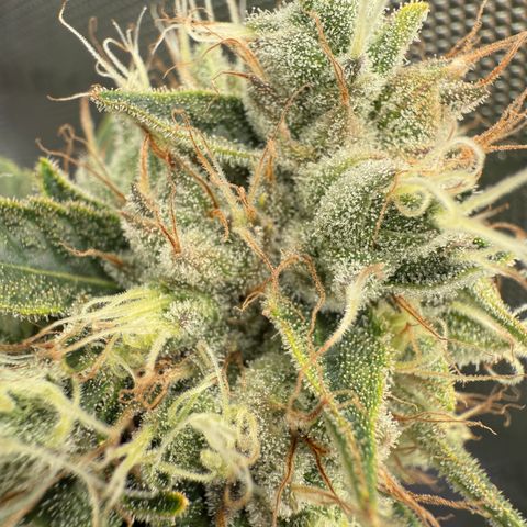 Holy Communion Run growlog timeline photo