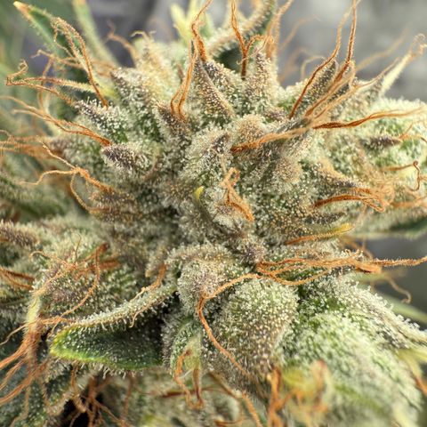 Holy Communion Run growlog timeline photo