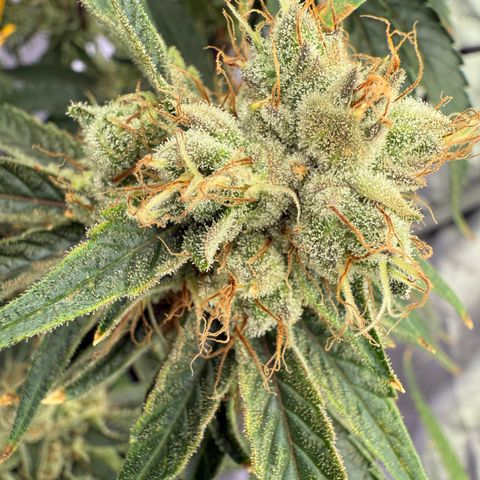 Holy Communion Run growlog timeline photo