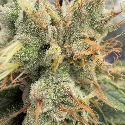 Holy Communion Run growlog timeline photo