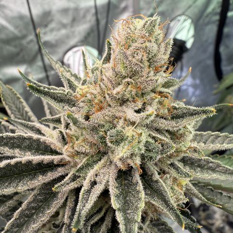 DD 1 growlog timeline photo