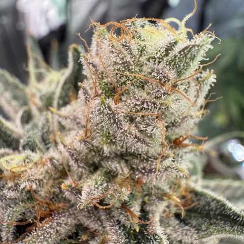 DD 1 growlog timeline photo