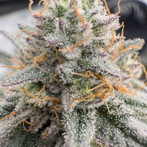 Romscotti Run growlog timeline photo