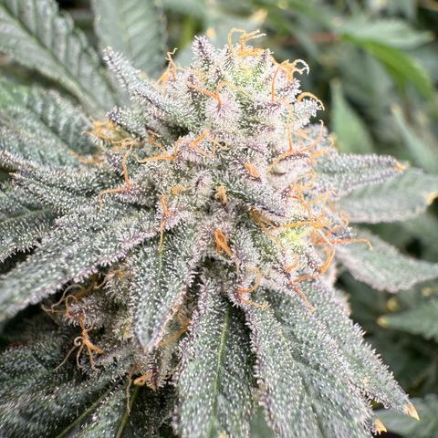 Romscotti Run growlog timeline photo