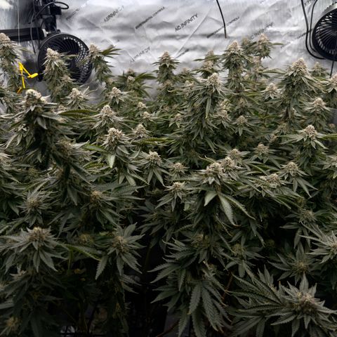 Romscotti Run growlog timeline photo