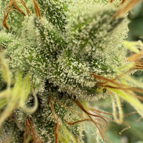 Holy Communion Run growlog photo: Cooked