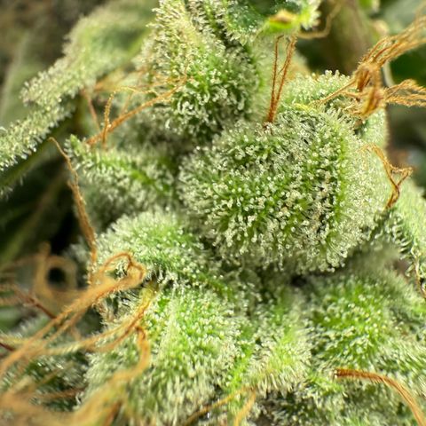 Holy Communion Run growlog photo: Cooked