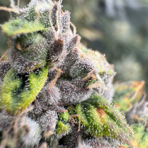 Sour TD growlog timeline photo