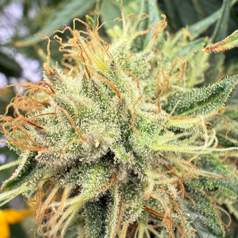Holy Communion Run growlog photo: Cooked