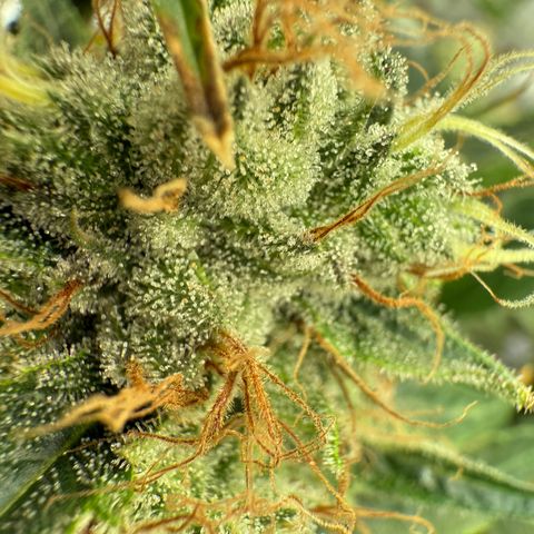 Holy Communion Run growlog photo: Cooked