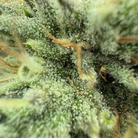 Holy Communion Run growlog photo: Cooked