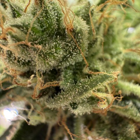 Holy Communion Run growlog photo: Cooked
