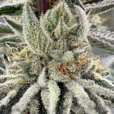 DD 1 growlog timeline photo