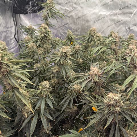 Holy Communion Run growlog photo: Cooked