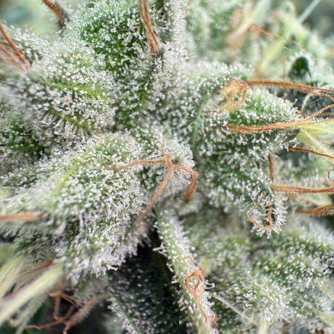 Holy Communion Run growlog photo: Cooked