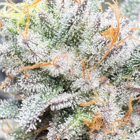 Romscotti Run growlog timeline photo