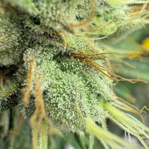 Holy Communion Run growlog photo: Cooked