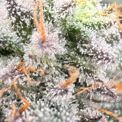 Romscotti Run growlog timeline photo