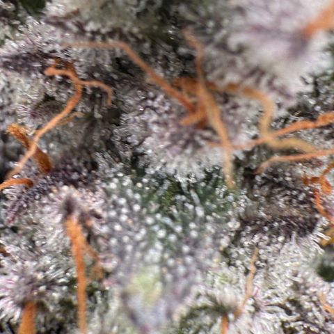 Romscotti Run growlog timeline photo