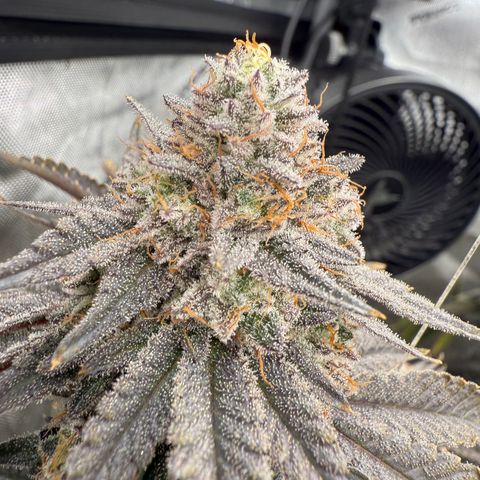 Romscotti Run growlog timeline photo