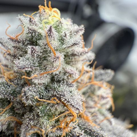 Romscotti Run growlog timeline photo