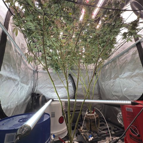 Romscotti Run growlog timeline photo
